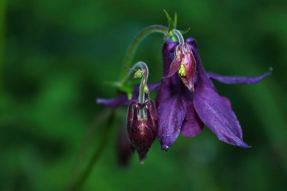 Schwarzviolette Akelei