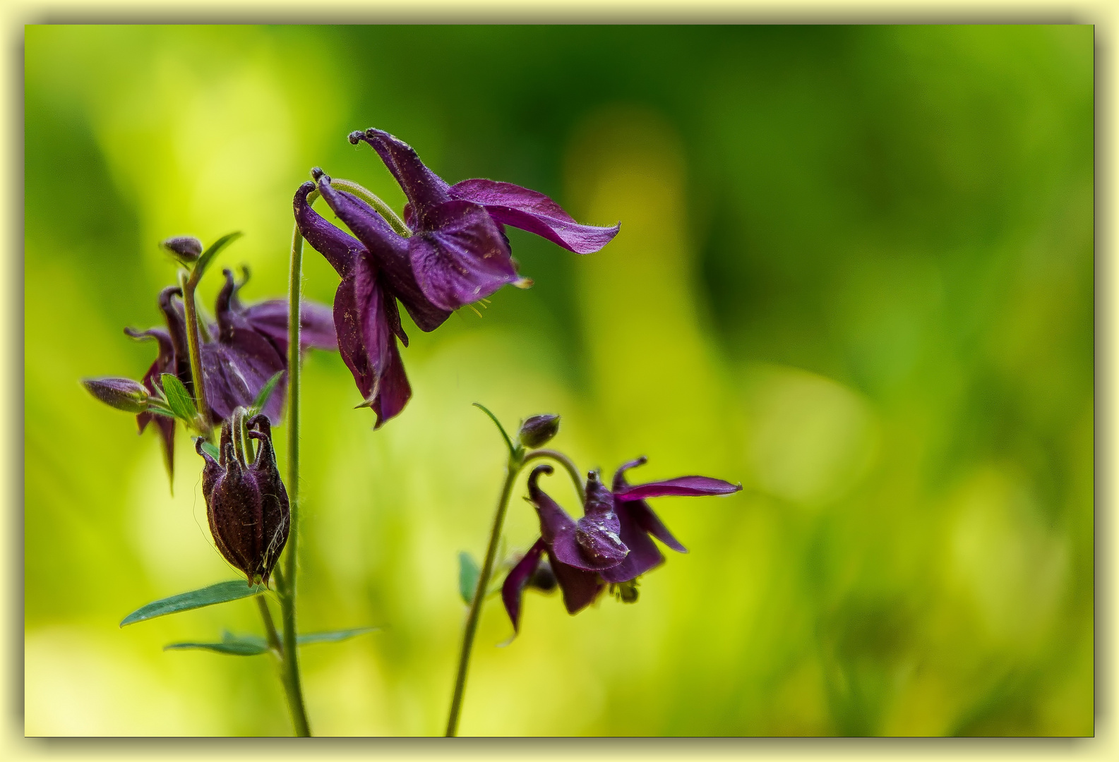 Schwarzviolette Akelei (Aquilegia atrata)