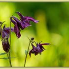 Schwarzviolette Akelei (Aquilegia atrata)