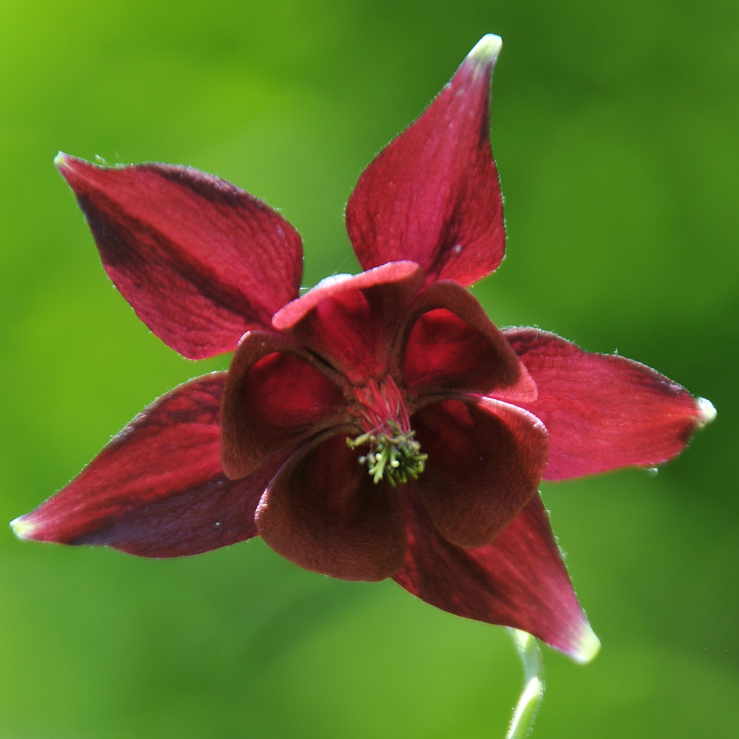 Schwarzviolette Akelei (Aquilegia atrata)