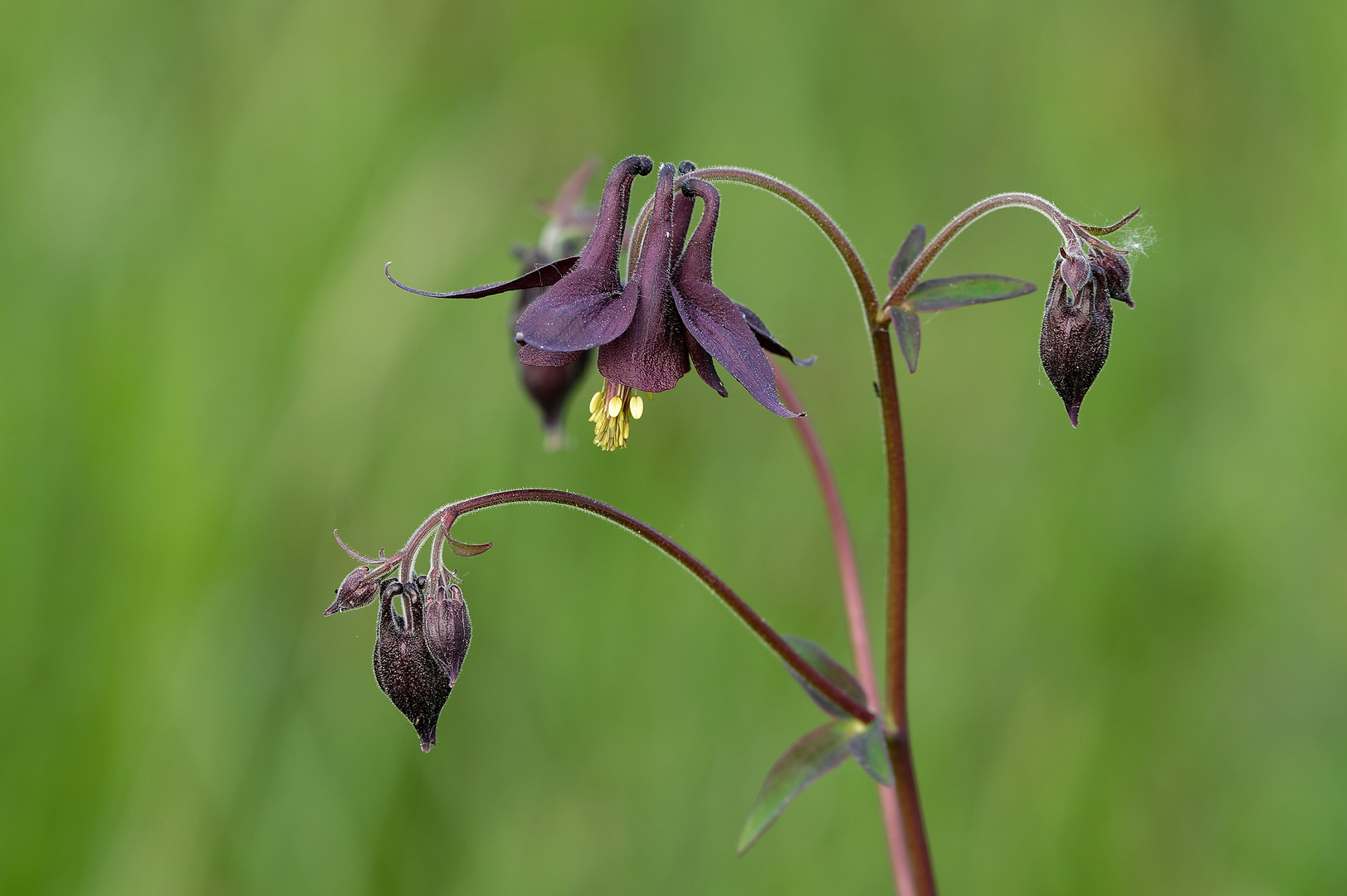 Schwarzviolette Akelei in der Schaezler Wiese