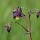 Schwarzviolette Akelei in der Schaezler Wiese