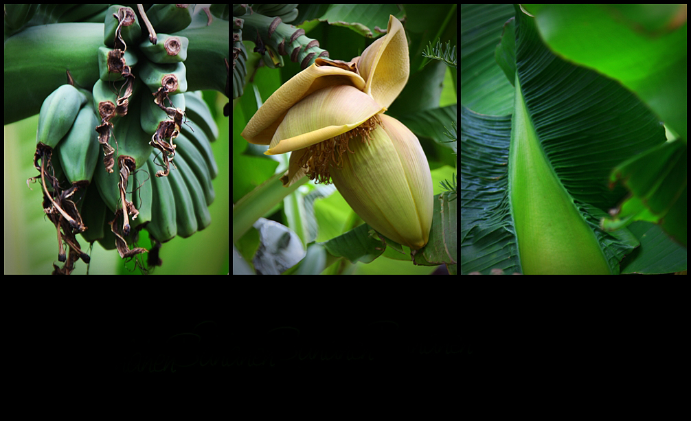 Schwarzwälder Bananen