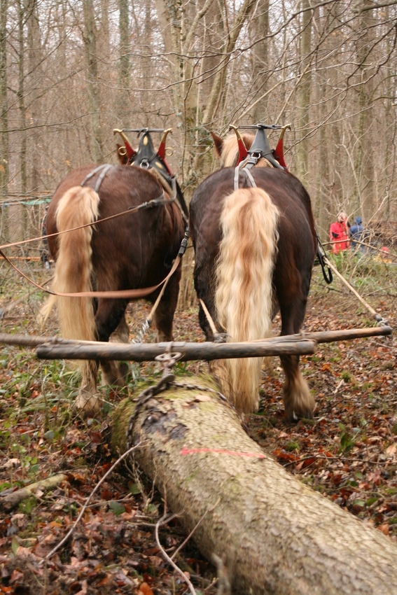 Schwarzwälder bei der Waldarbeit