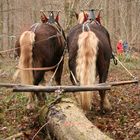 Schwarzwälder bei der Waldarbeit