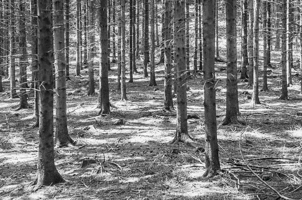 Schwarzwälder Bruchholz vor dem Sturm ...