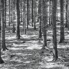 Schwarzwälder Bruchholz vor dem Sturm ...