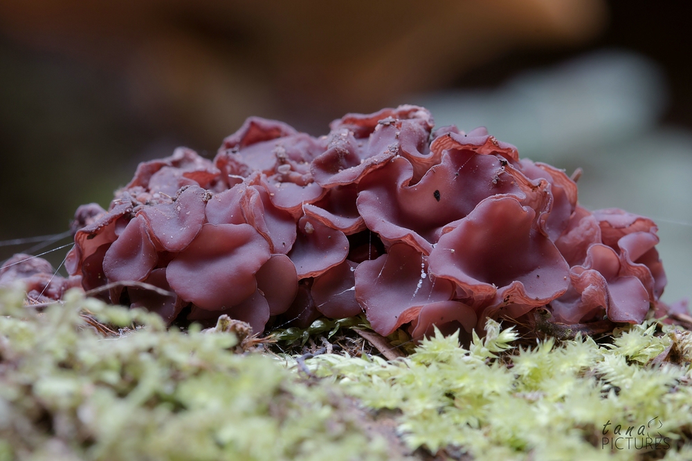 Schwarzwälder Fleischfarbener Gallertbecher