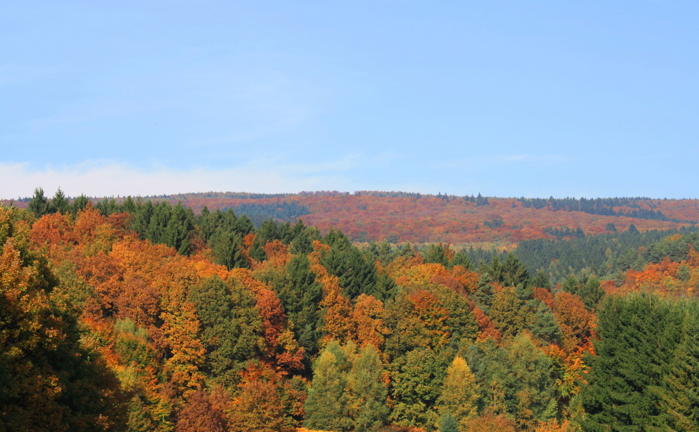 Schwarzwälder Hoch- und Herbstwald