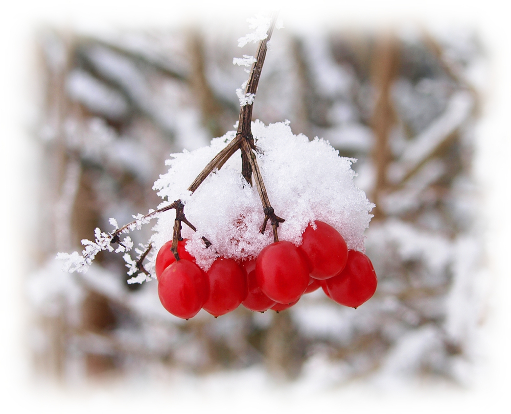 schwarzwälder Kirsch (Vogelbeeren)...