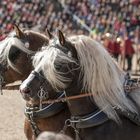 Schwarzwälder Kohlfüchse im Gespann