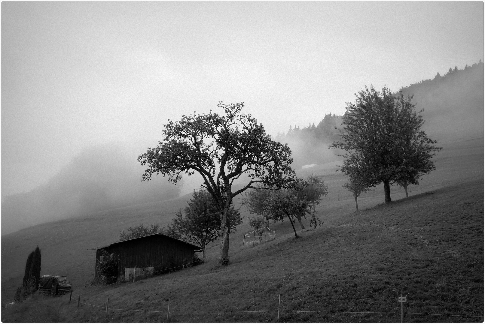 Schwarzwald (1)