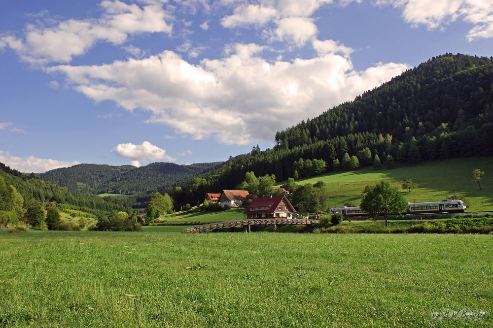 Schwarzwald (1)