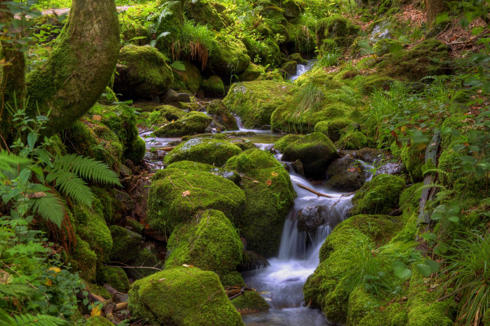 Schwarzwald