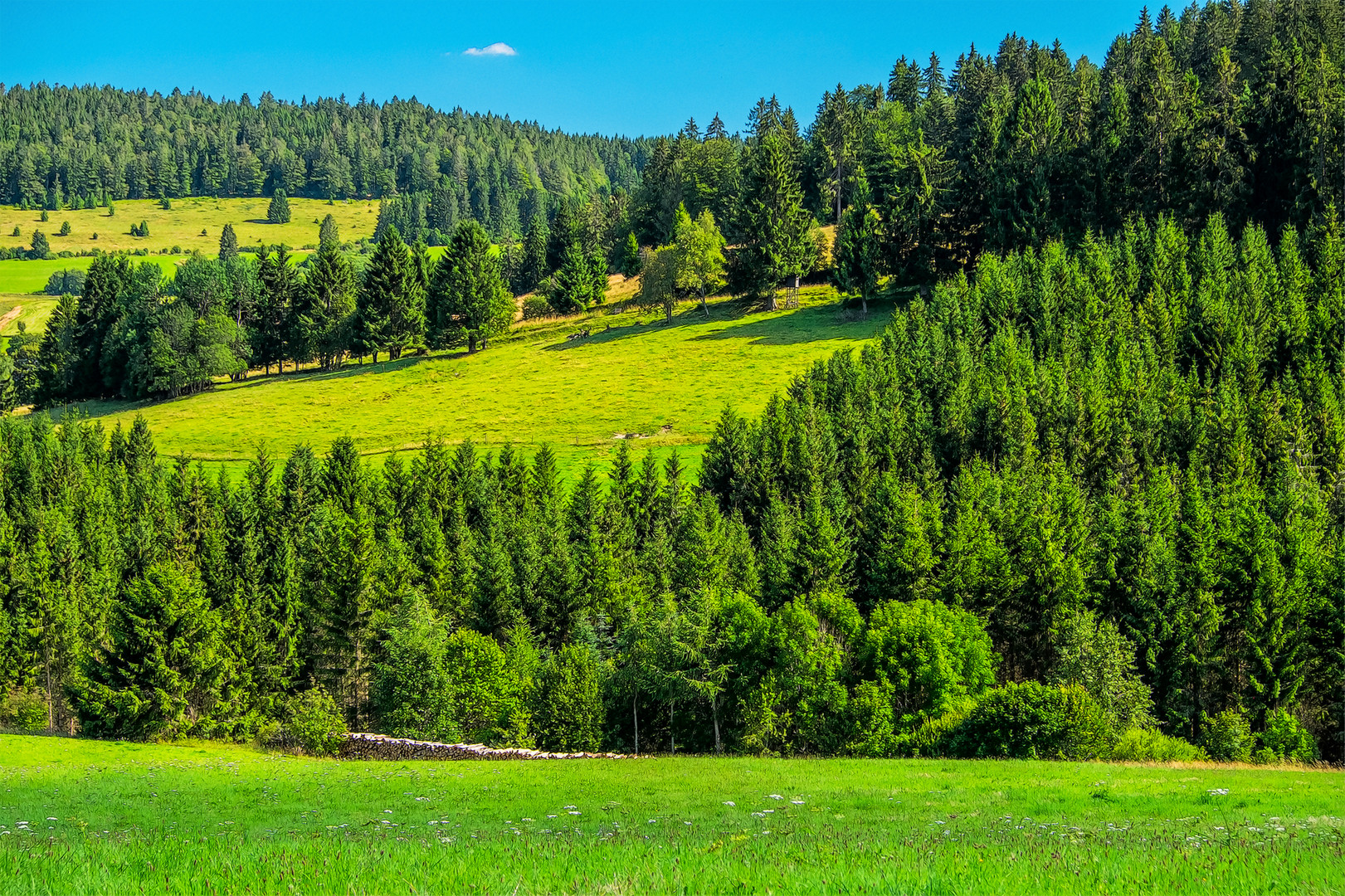 Schwarzwald