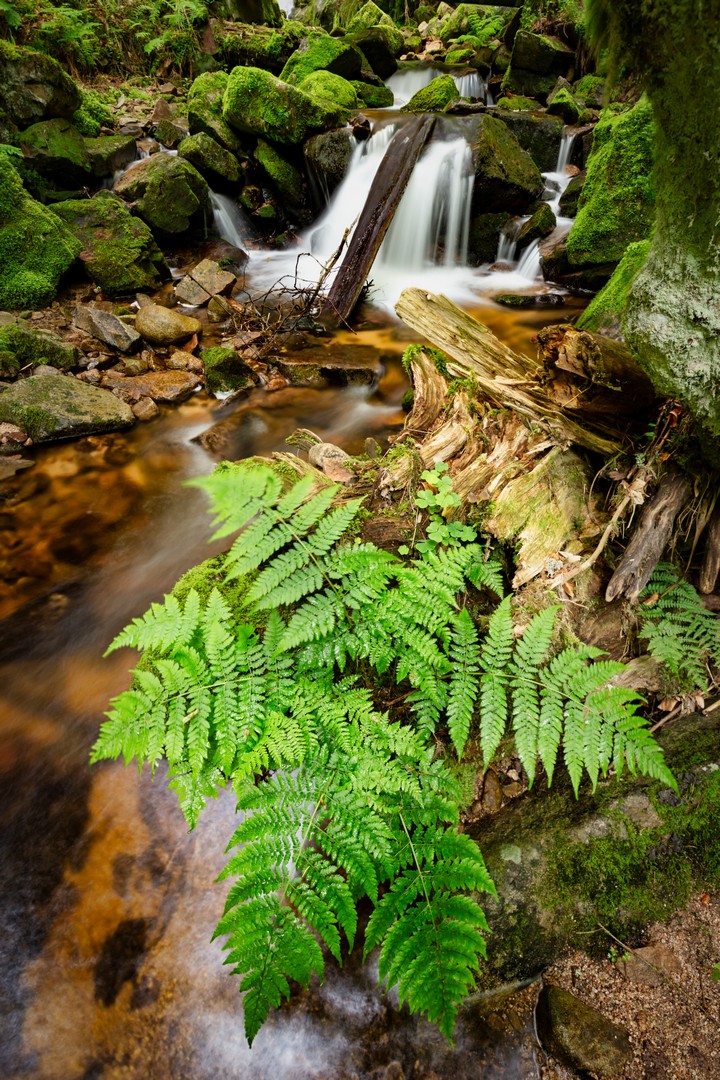 Schwarzwald #2