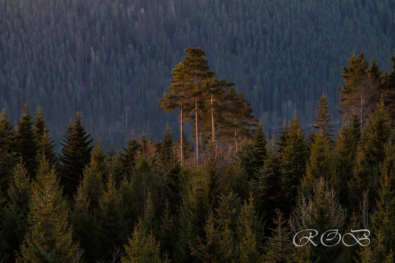 Schwarzwald-20180407-21822