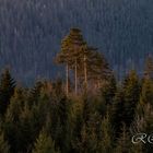 Schwarzwald-20180407-21822