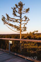 Schwarzwald-20180407-21831