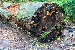 Schwarzwald - 20180925-25864