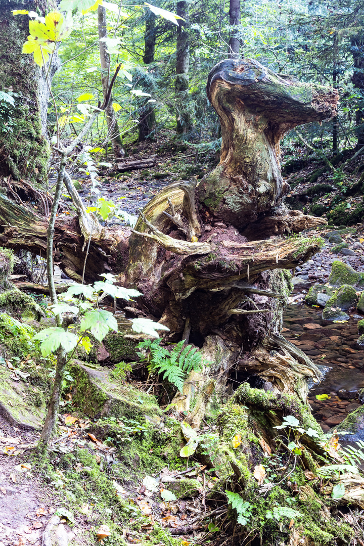 Schwarzwald - 20180925-25872