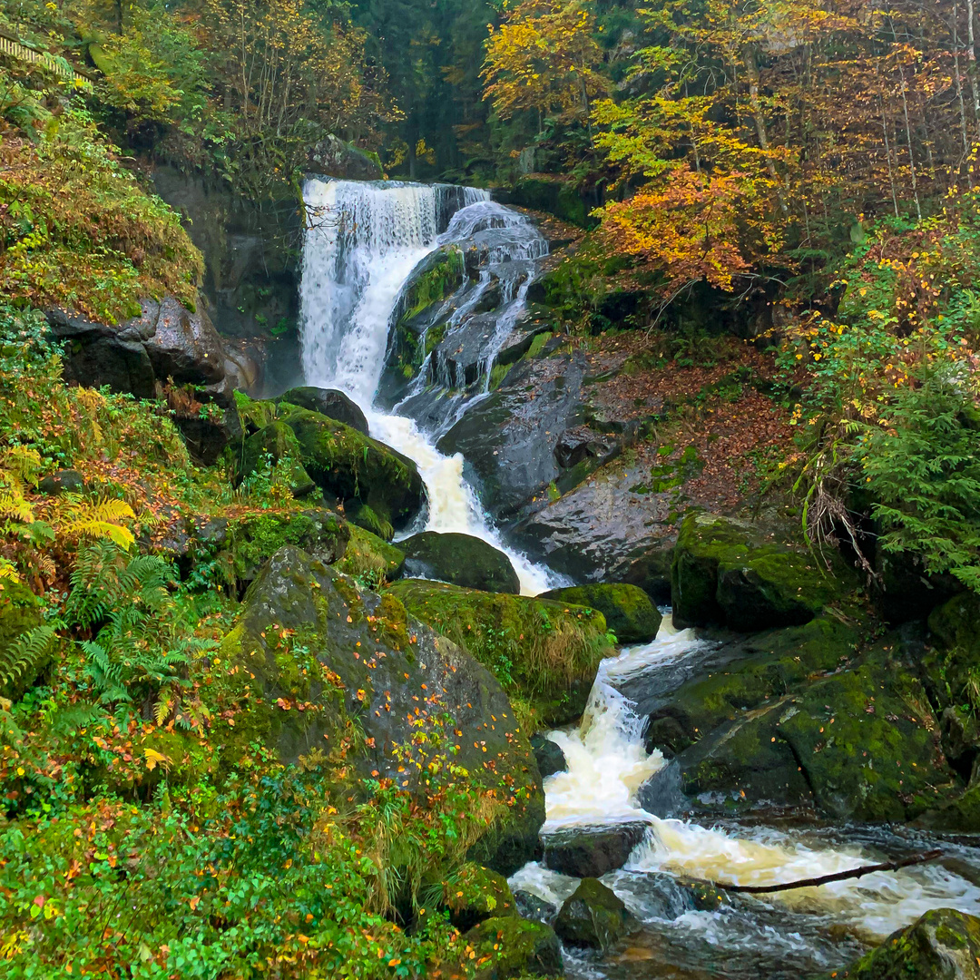 Schwarzwald