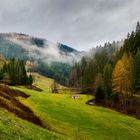 Schwarzwald.