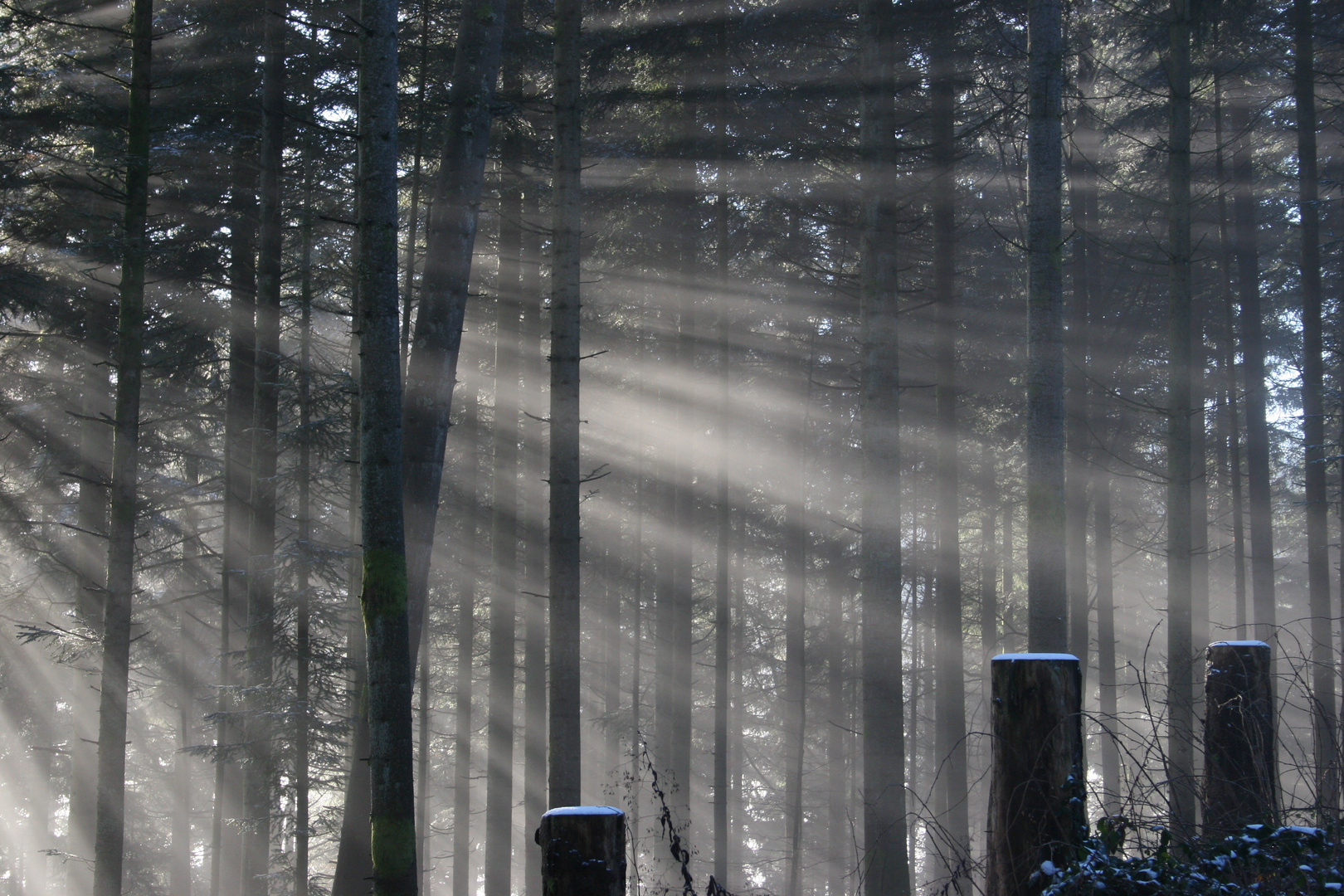 SCHWARZWALD