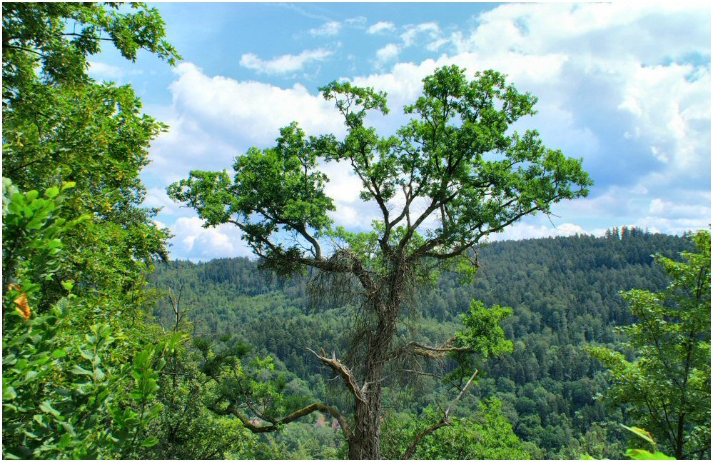 Schwarzwald