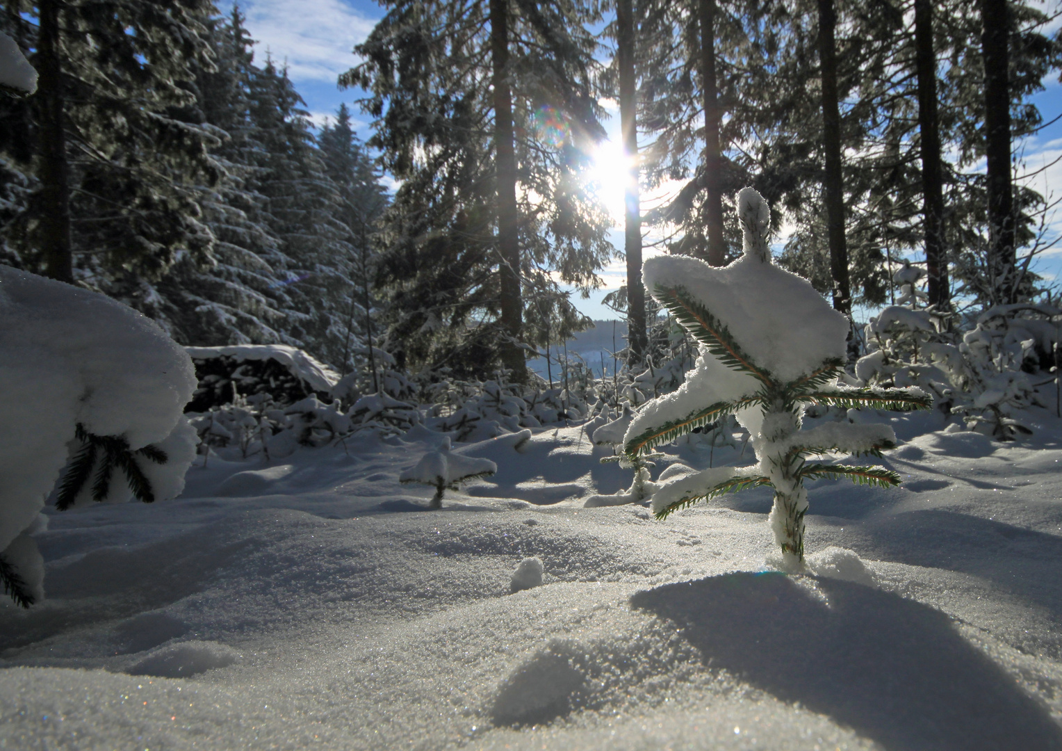 Schwarzwald