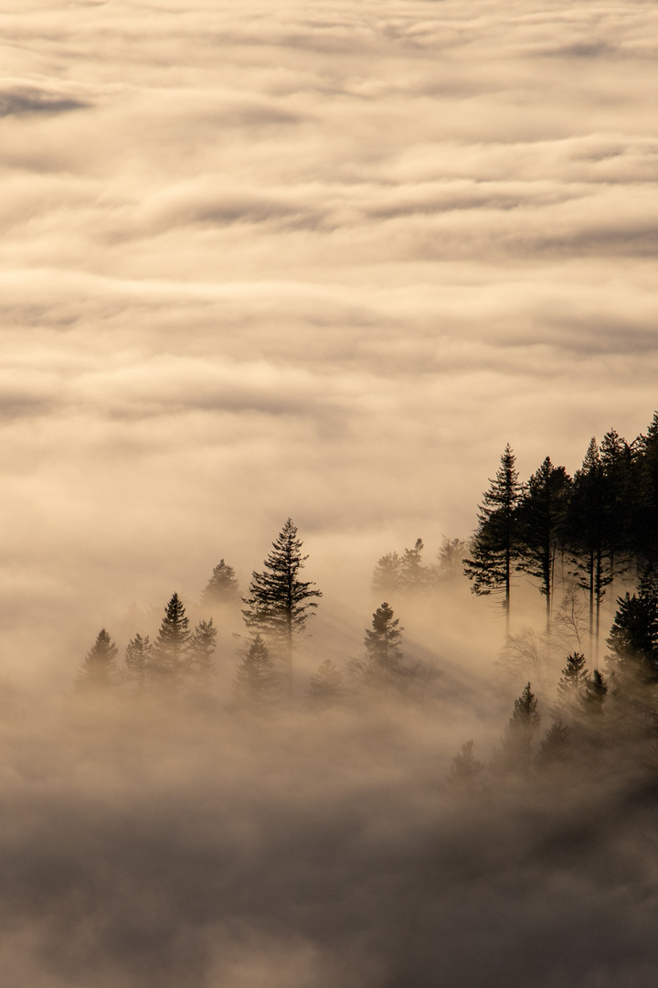 Schwarzwald