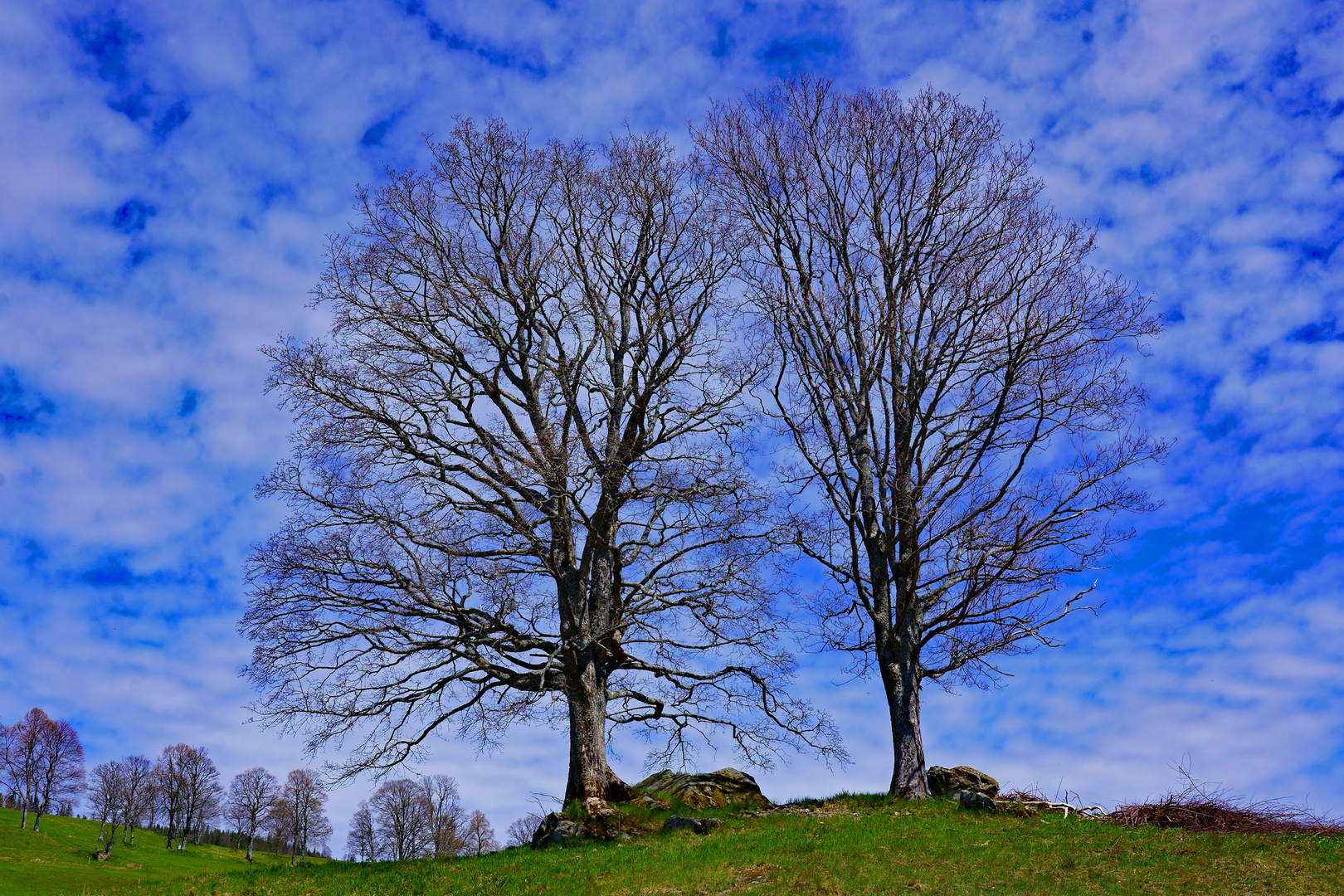 Schwarzwald