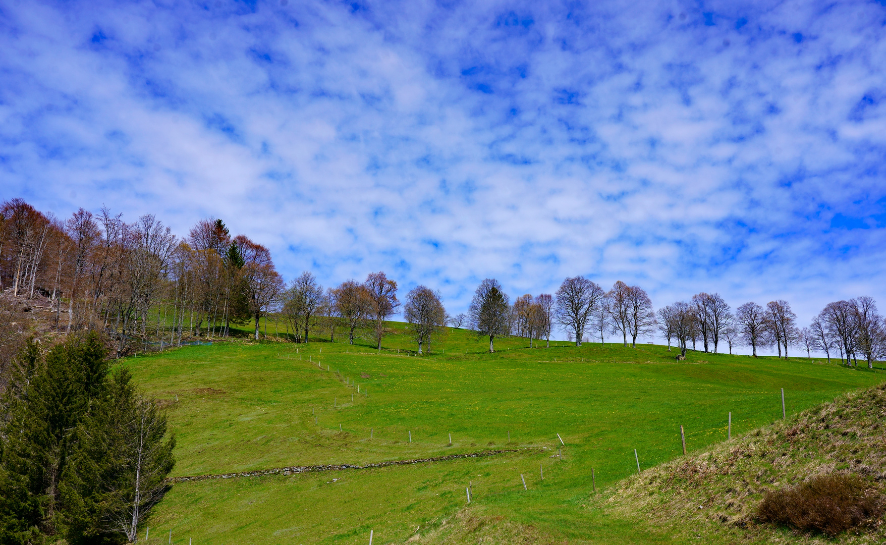 Schwarzwald