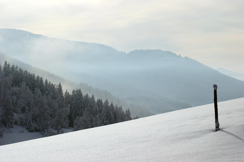 [ Schwarzwald ]