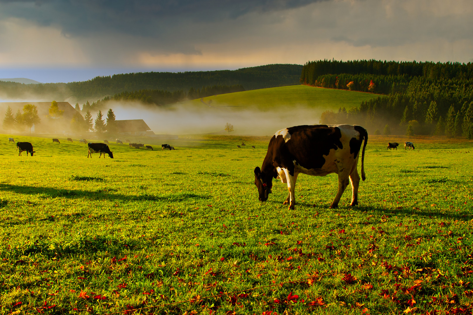 Schwarzwald