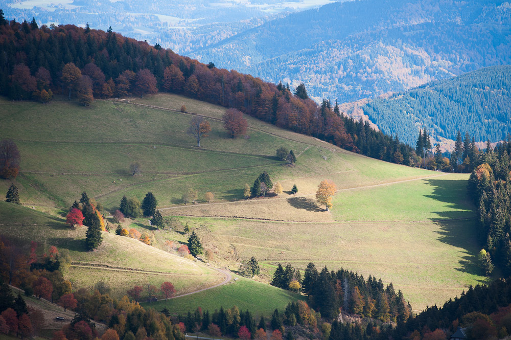 "Schwarz"wald?