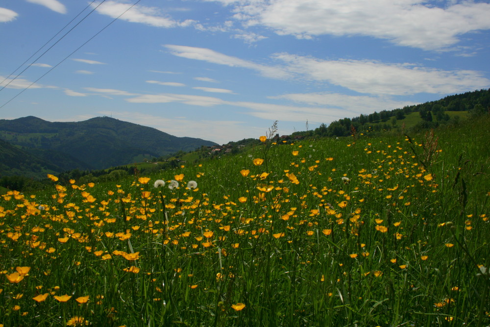 Schwarzwald