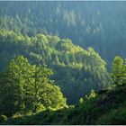 Schwarzwald-Abend