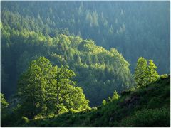 Schwarzwald-Abend