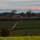 Schwarzwald - Alpenblick