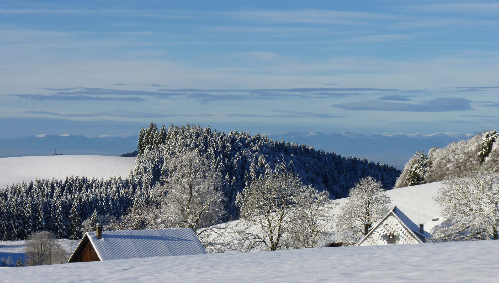 Schwarzwald als Weißwald