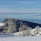 Schwarzwald als Weißwald