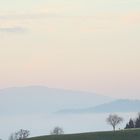 Schwarzwald am Morgen