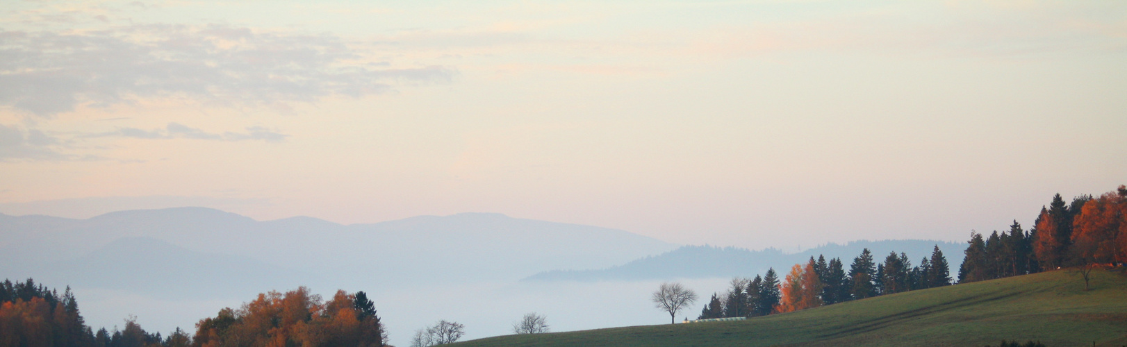 Schwarzwald am Morgen