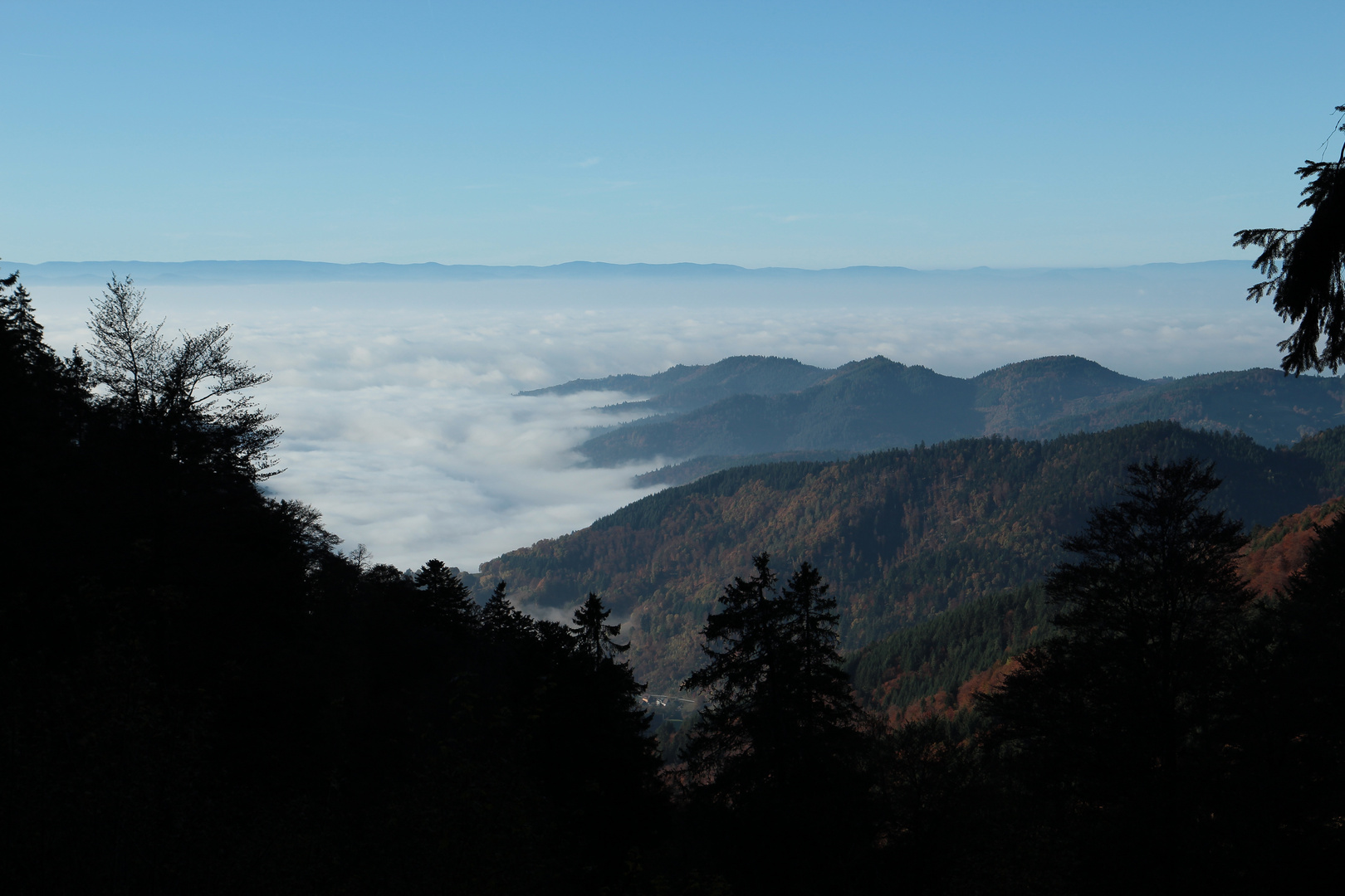 Schwarzwald am Nebelmeer