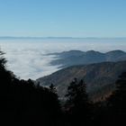 Schwarzwald am Nebelmeer