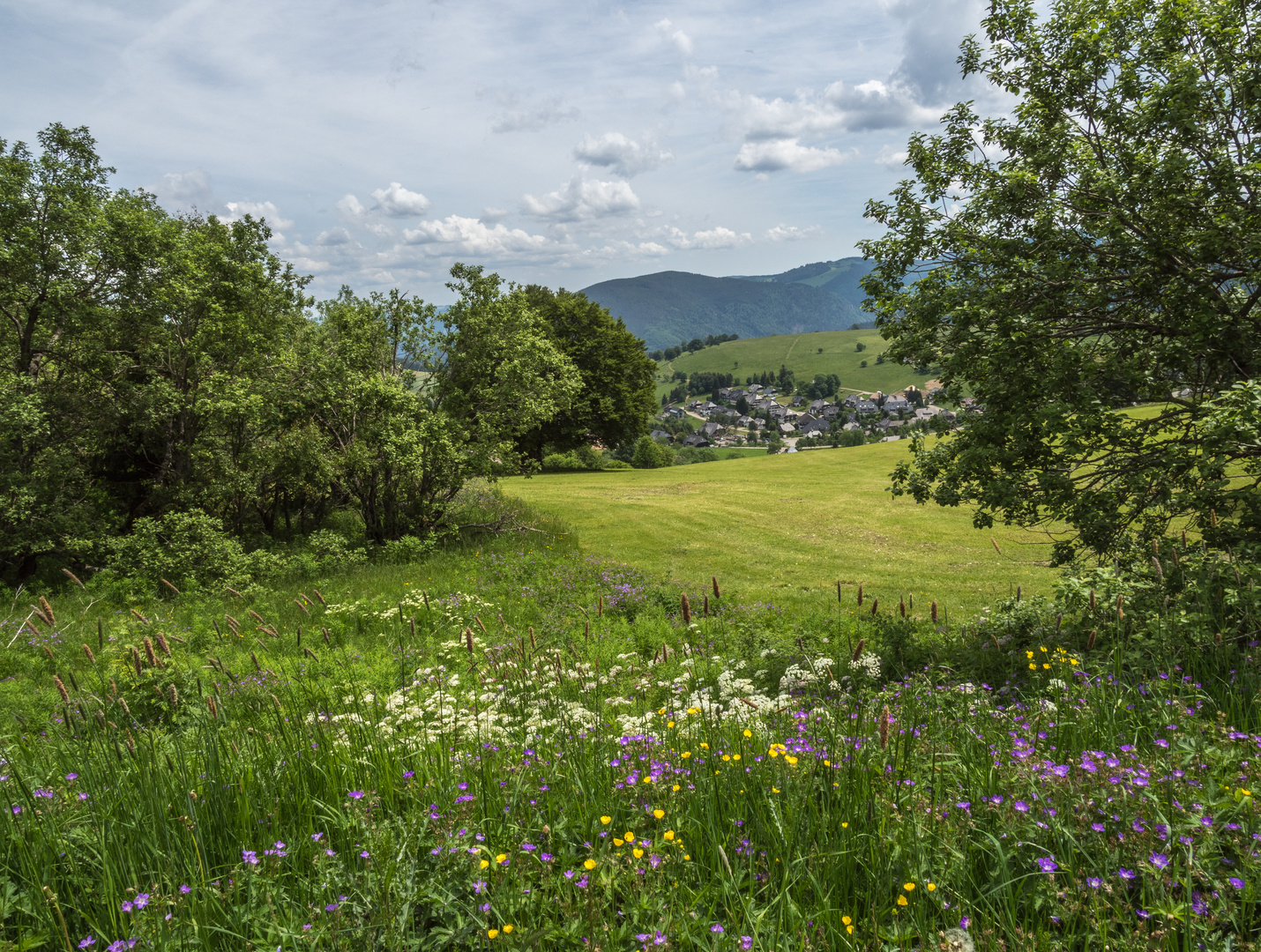 Schwarzwald auf der Straße "Schau ins Land"