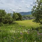 Schwarzwald auf der Straße "Schau ins Land"