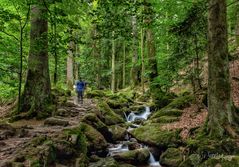 Schwarzwald Aug. 2019 II