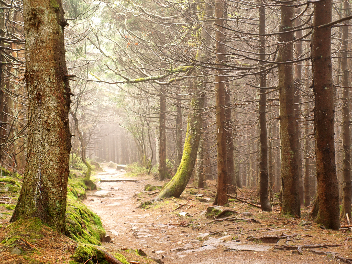 Schwarzwald